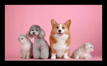 טיפים לטיפול בחיות מחמד בחורף: שמירה על החבר הפרוותי שלך חם ונעים