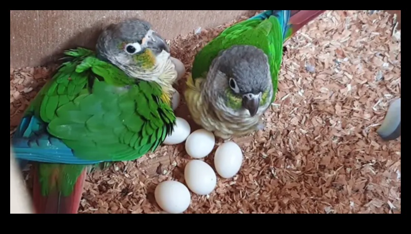 חברים נוצות: הבנת התנהגות העופות