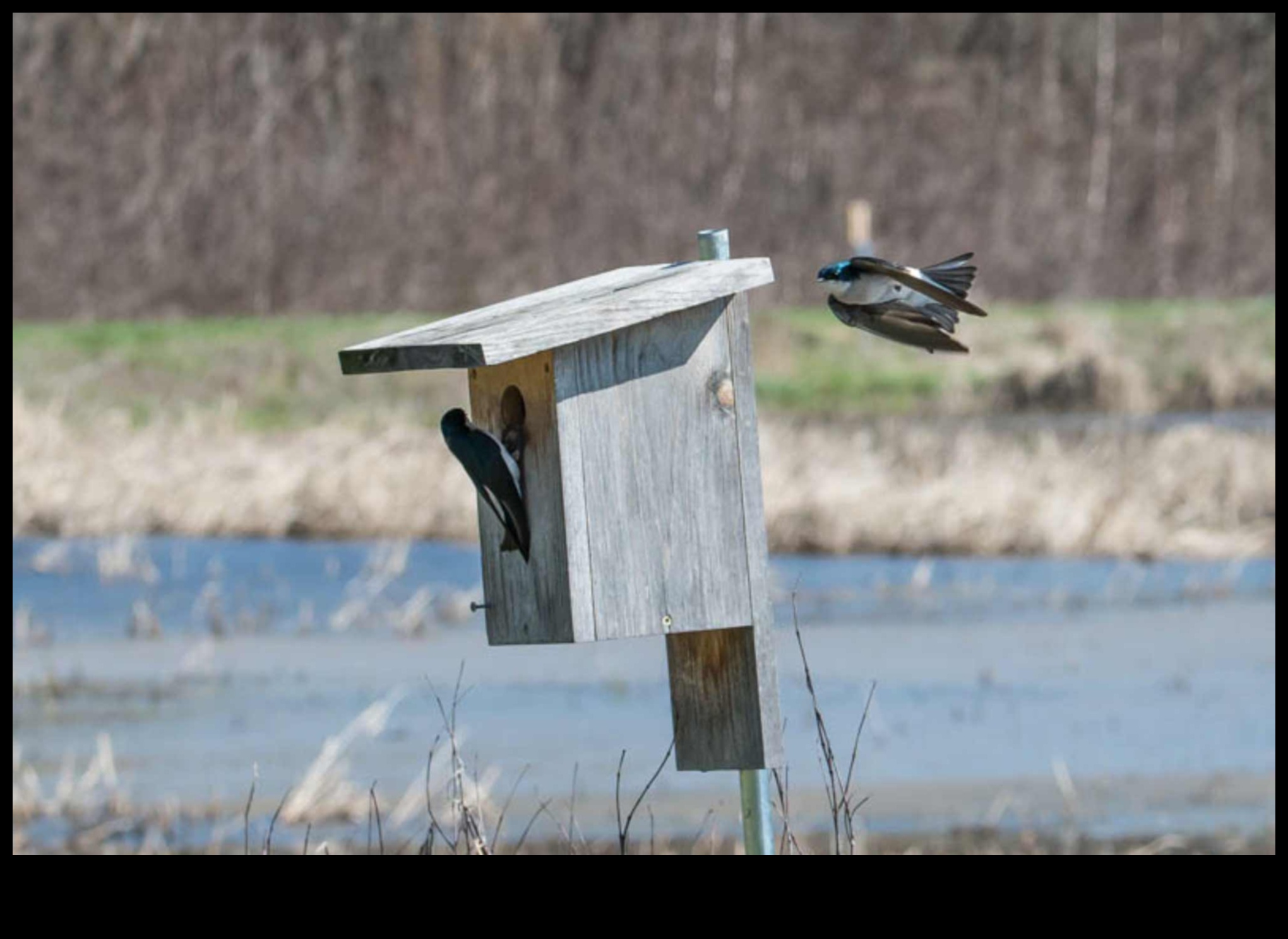 חברים נוצות: הבנת התנהגות העופות