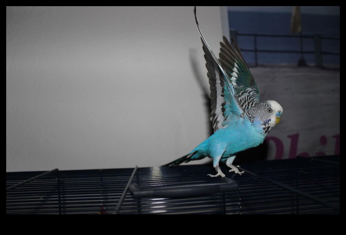 חברים נוצות: הבנת התנהגות העופות