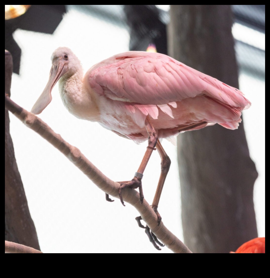 חברים מנוצים המשך: ציפורים עם תצוגות נוצות יוצאות דופן