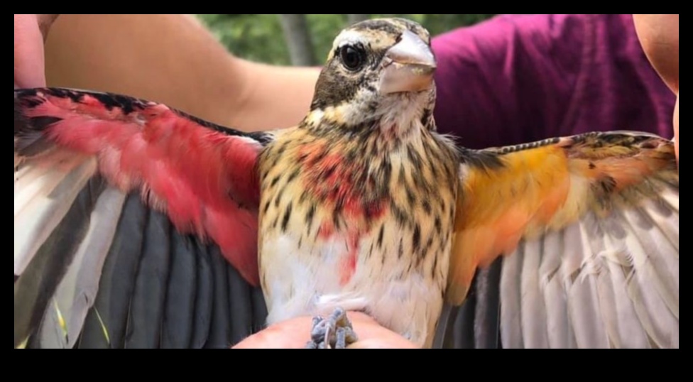 חברים מנוצים המשך: ציפורים עם תצוגות נוצות יוצאות דופן