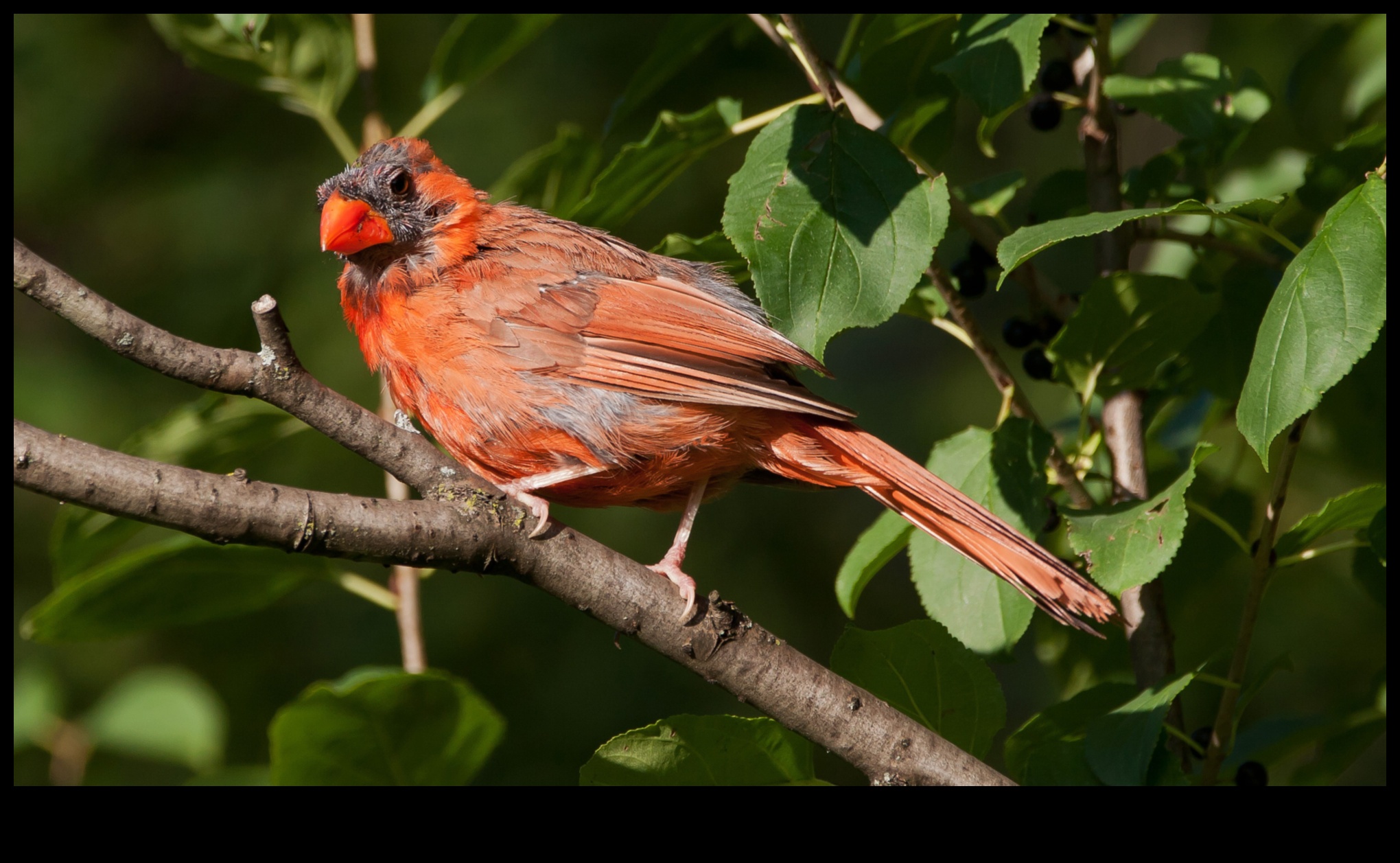 חברים מנוצים המשך: ציפורים עם תצוגות נוצות יוצאות דופן