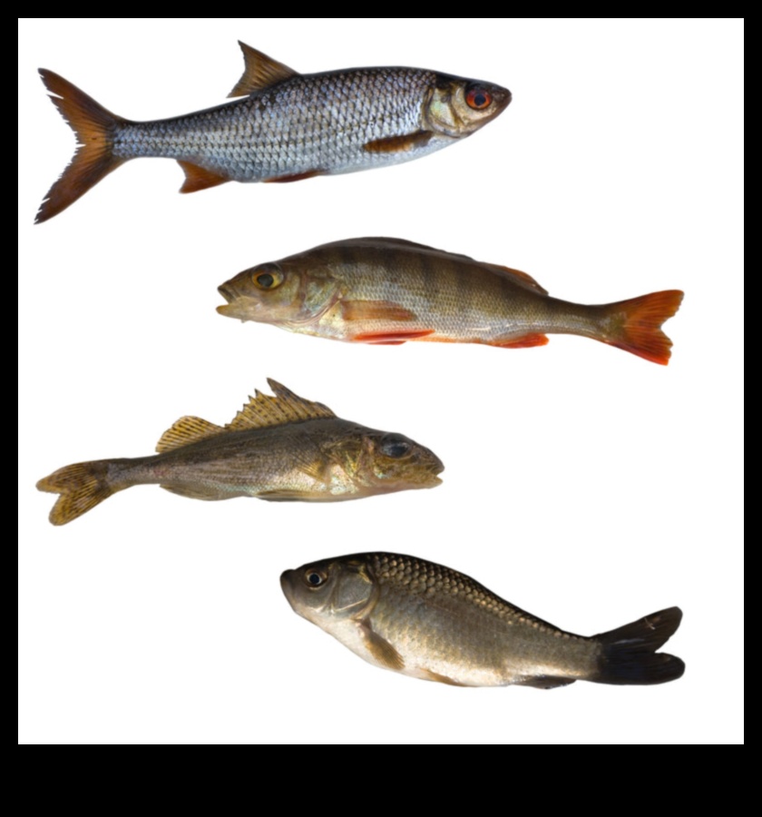 המטבח הדגי המשך: חקר מעדני מאכלי ים גלובליים