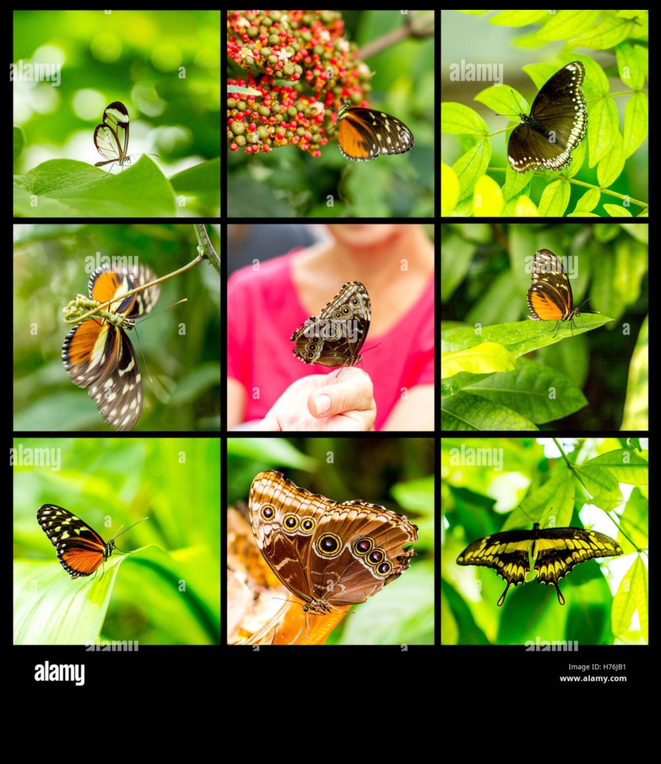 הטבע בצבע: ללכוד את היופי של החי והצומח בטושים