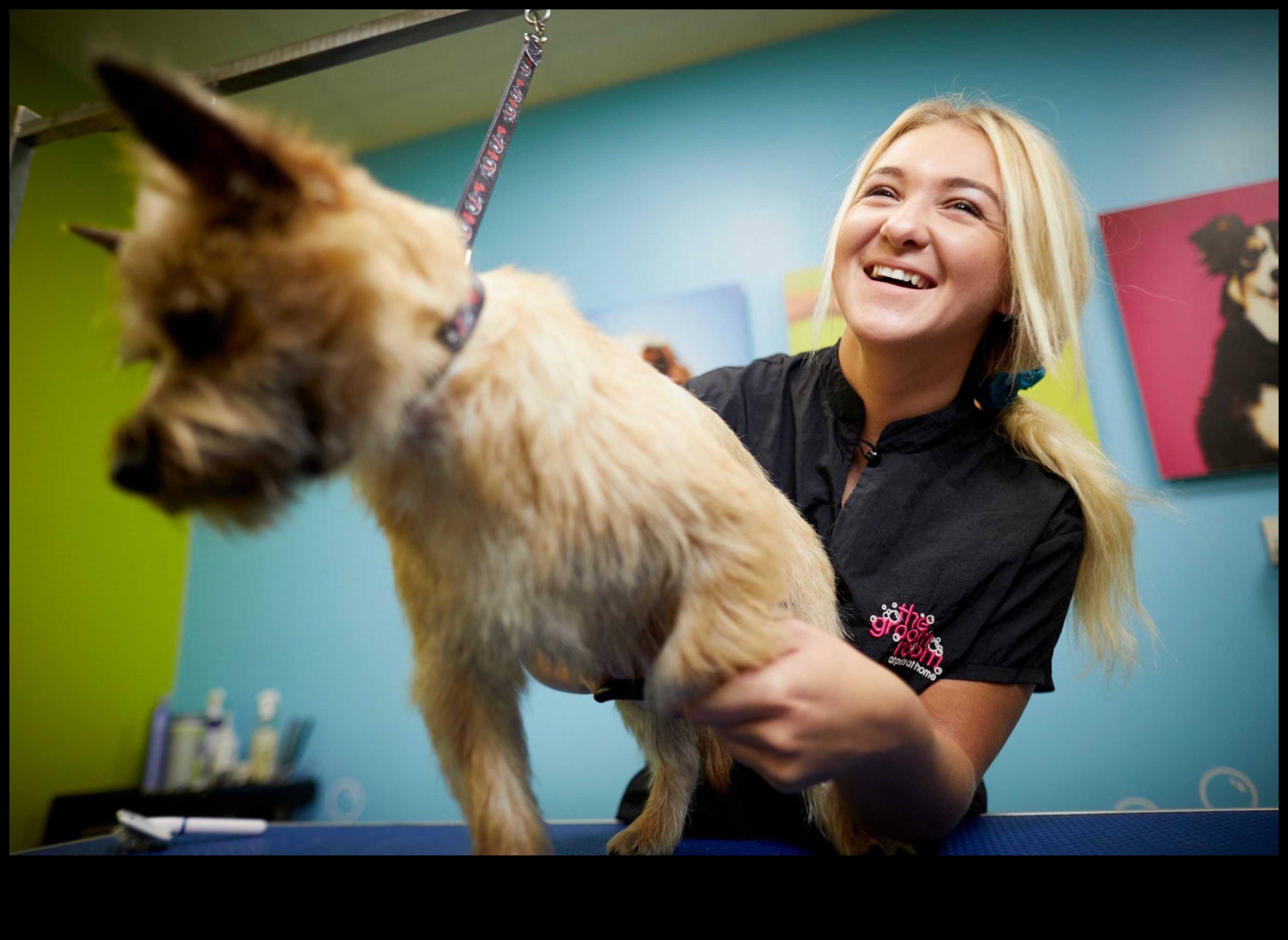 היתרונות של צחצוח קידום מעילים בריאים לכלבים וחתולים 5 היתרונות של הצחצוח: קידום מעילים בריאים לכלבים וחתולים