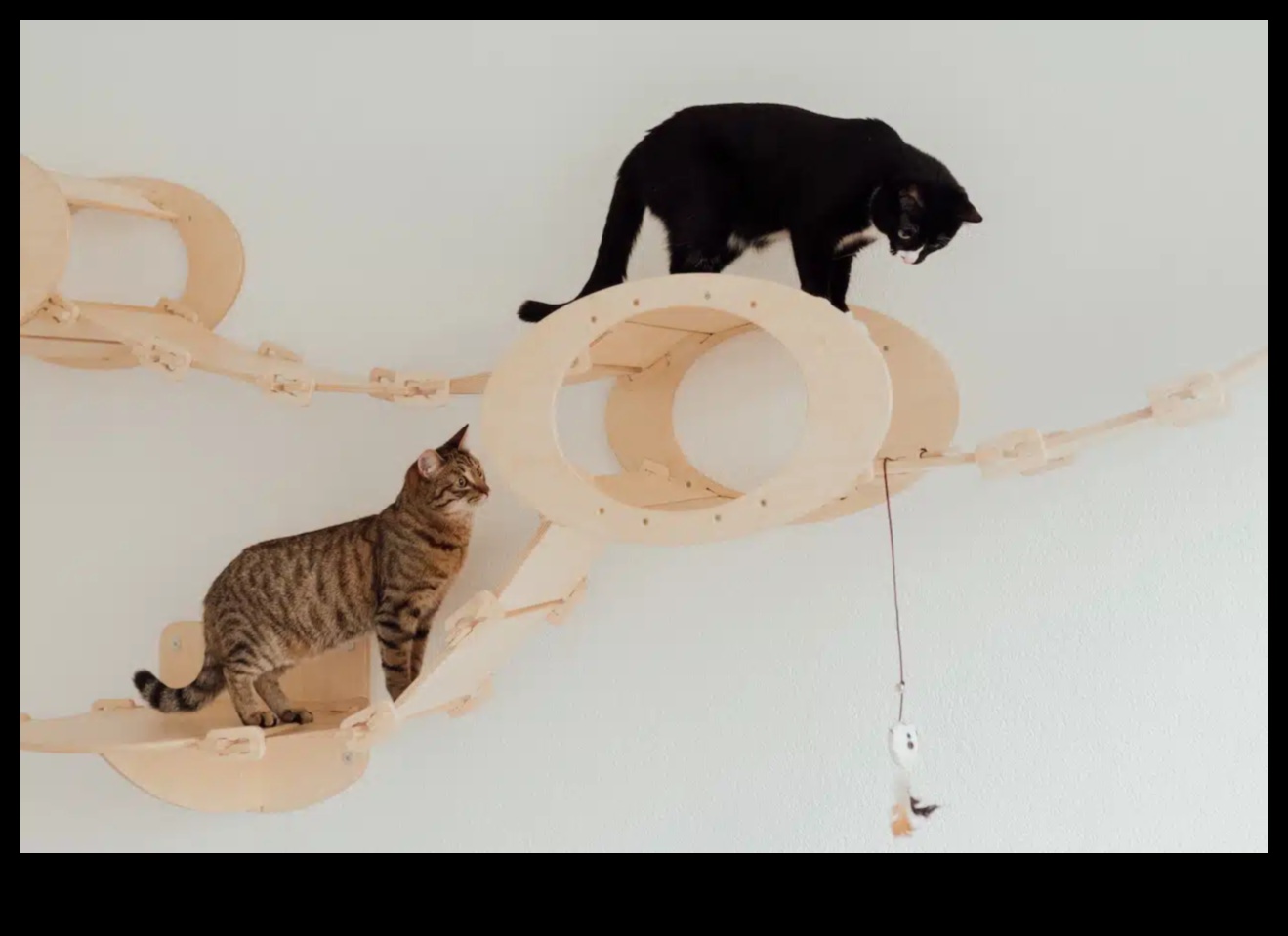 קרנבל חתול עשה זאת בעצמך: תכנון אירוע כפות לחתול שלך