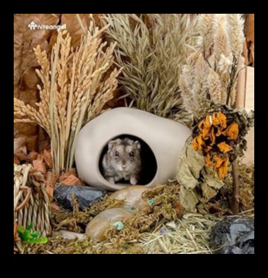 המשך מחבוא אוגר: ​​יצירת נקודות מסתור נבונות