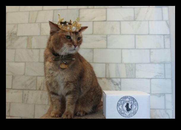 תכשיטי כתר חתולים: אביזרים מלכותיים לחתול המלכותי שלך