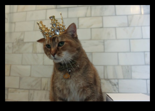 תכשיטי כתר חתולים: אביזרים מלכותיים לחתול המלכותי שלך