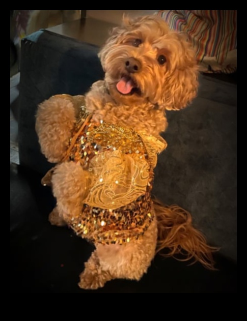 כלבים קוטור: לחקור את עולם האביזרים האופנתיים לכלבים