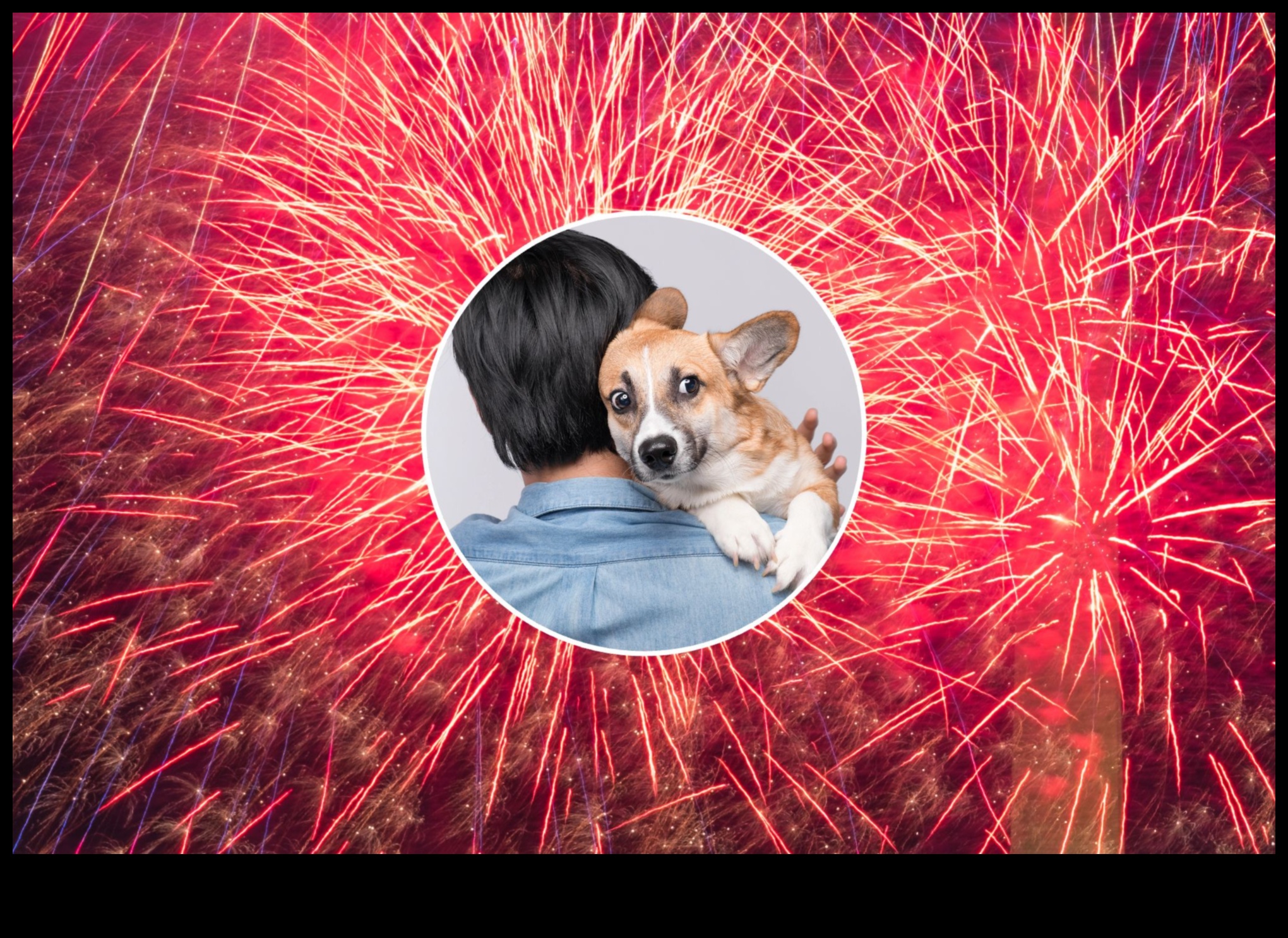 פחד זיקוקים: ניהול חרדת חיות מחמד במהלך חגיגות רועשות