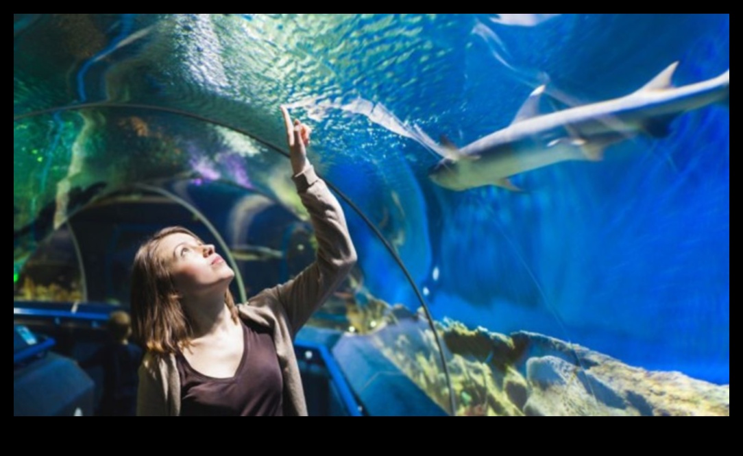 טיפול בדגים: ההשפעה המרגיעה של צפייה בדגים