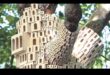 Avian Architects: בניית בתי ציפורים מופלאים
