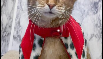 תכשיטי כתר חתולים: אביזרים מלכותיים לחתול המלכותי שלך