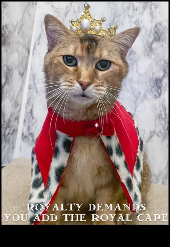 תכשיטי כתר חתולים: אביזרים מלכותיים לחתול המלכותי שלך