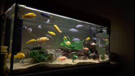 טיפול בדגים: ההשפעה המרגיעה של צפייה בדגים