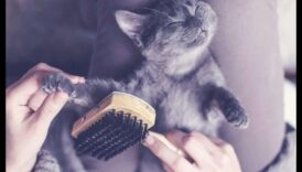 היתרונות של הצחצוח: קידום מעילים בריאים לכלבים וחתולים