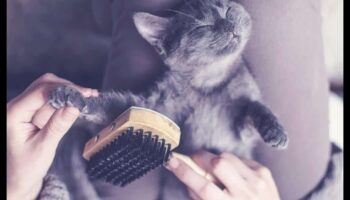 היתרונות של הצחצוח: קידום מעילים בריאים לכלבים וחתולים