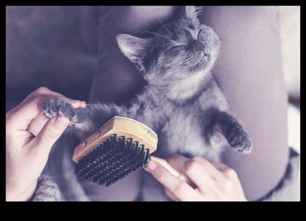 היתרונות של צחצוח קידום מעילים בריאים לכלבים וחתולים 1 היתרונות של הצחצוח: קידום מעילים בריאים לכלבים וחתולים