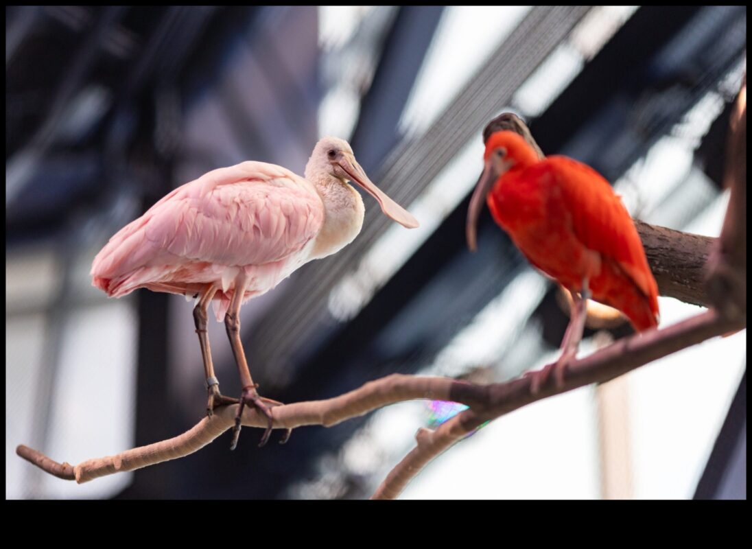 חברים מנוצים המשך: ציפורים עם תצוגות נוצות יוצאות דופן