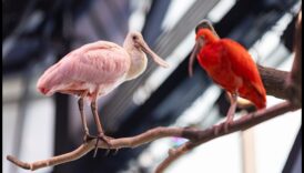 חברים מנוצים המשך: ציפורים עם תצוגות נוצות יוצאות דופן