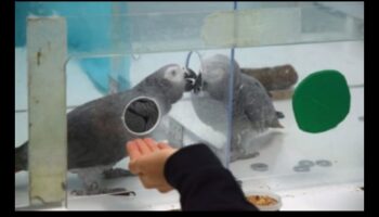 חברים נוצות: הבנת התנהגות העופות