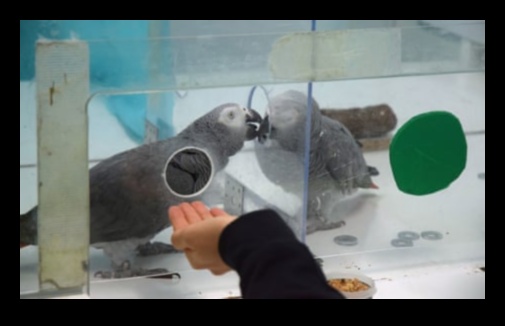 חברים נוצות: הבנת התנהגות העופות