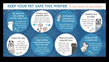 טיפים לטיפול בחיות מחמד בחורף: שמירה על החבר הפרוותי שלך חם ונעים