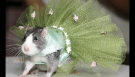 מסלול מכרסמים המשך: הרחבת אפשרויות האופנה עבור חיות מחמד קטנות