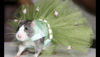 מסלול מכרסמים המשך: הרחבת אפשרויות האופנה עבור חיות מחמד קטנות