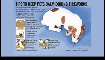 פחד זיקוקים: ניהול חרדת חיות מחמד במהלך חגיגות רועשות