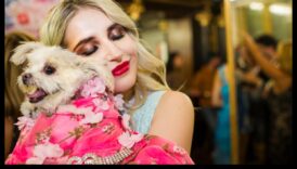 כלבים קוטור: לחקור את עולם האביזרים האופנתיים לכלבים