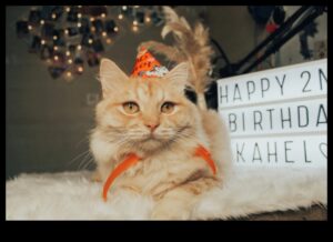 קרנבל חתול עשה זאת בעצמך: תכנון אירוע כפות לחתול שלך