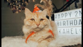 קרנבל חתול עשה זאת בעצמך: תכנון אירוע כפות לחתול שלך