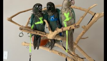 תאריכי משחק של תוכי: טיפוח אינטראקציה חברתית עבור ציפורים לחיות מחמד